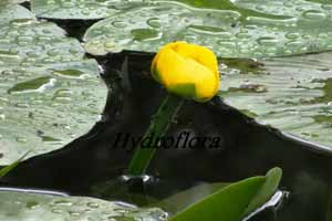 HYDROFLORA декоративные растения для водоемов Польшаrośliny wodne